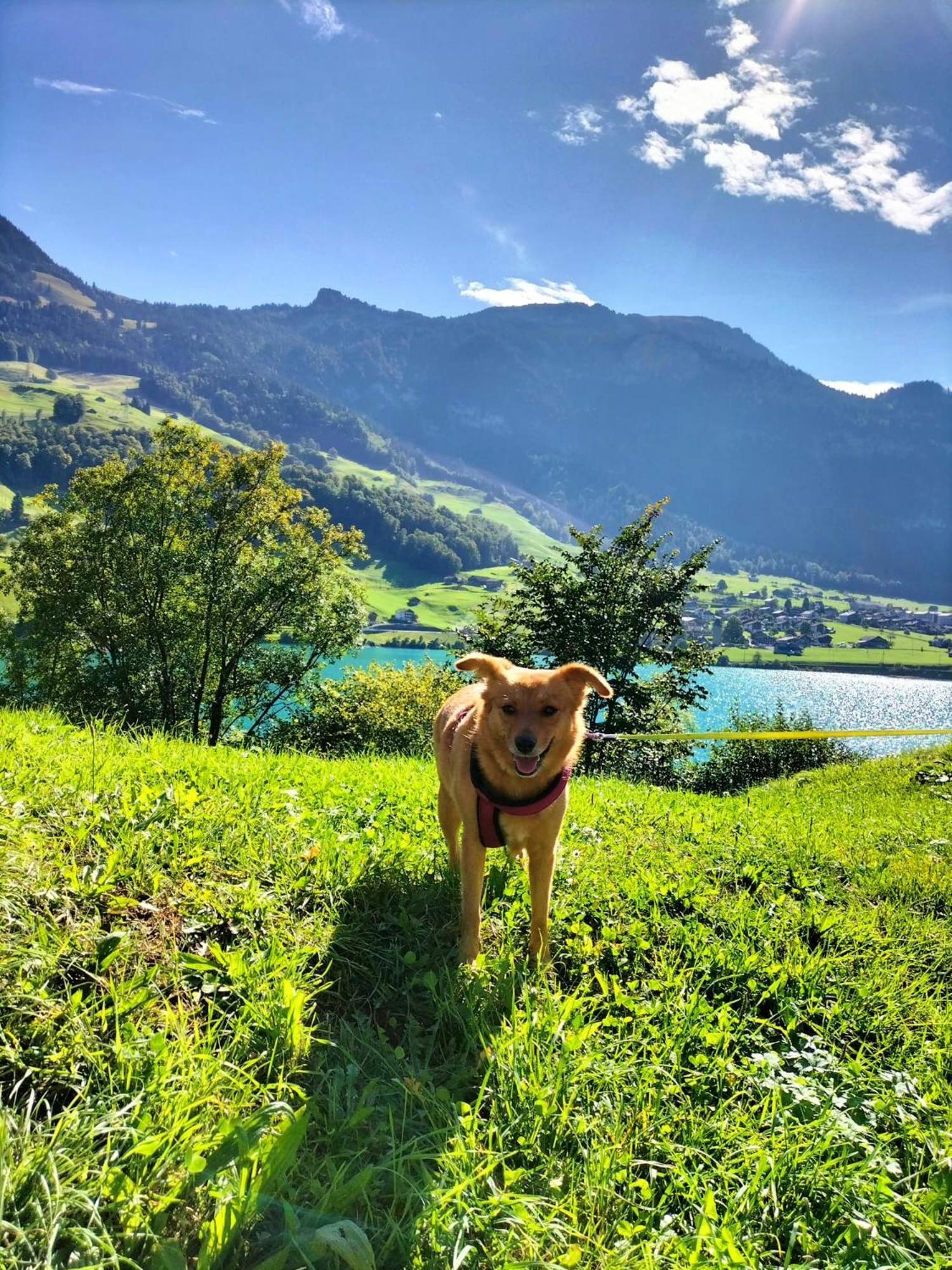 Gemuetliche Fewo Mit Sauna Inmitten Der Berge ไมริงเงน ภายนอก รูปภาพ